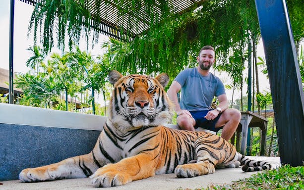Tiger resting with visitor at Tiger Park Phuket, surrounded by lush greenery.