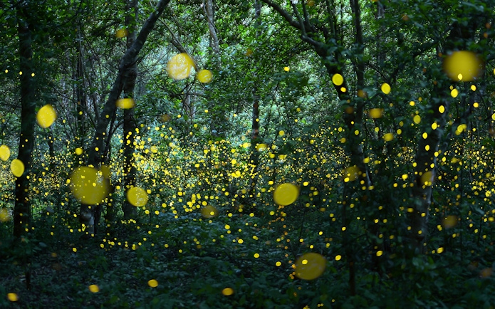 Fireflies illuminating a forest in Thailand.