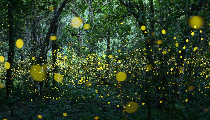 Fireflies illuminating a forest in Thailand.