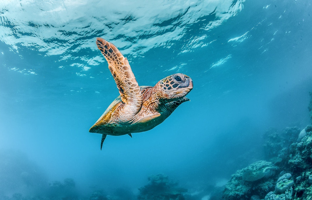 Sea turtle swimming underwater at Acquario di Cattolica, Italy.