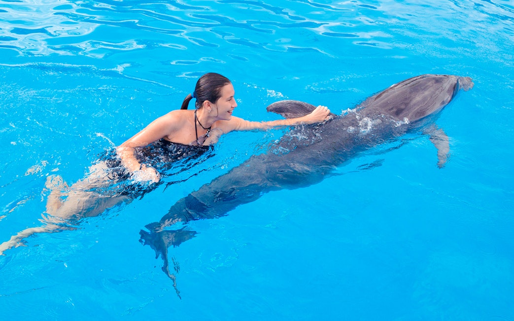Swimming with a dolphin at Dolphinarium Pattaya for non-Thai residents.