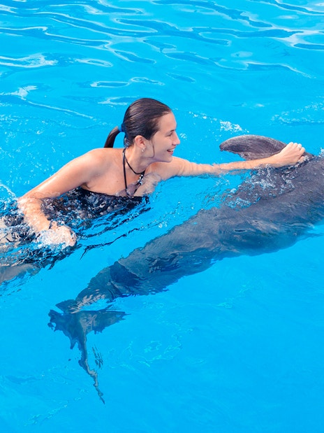 Swimming with a dolphin at Dolphinarium Pattaya for non-Thai residents.