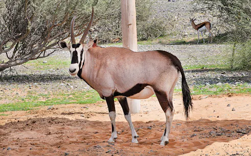 Oryx standing in Sharjah Desert Park with trees and sand in the background.