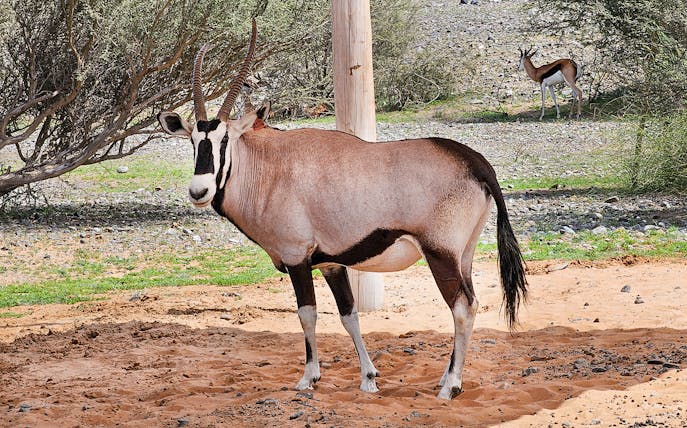 Oryx standing in Sharjah Desert Park with trees and sand in the background.