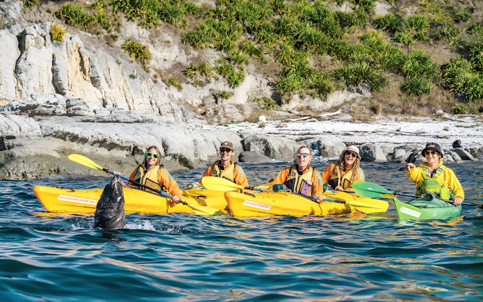 Group kayaking near rocky shore with seal, Guided Wildlife Kayaking Experience.