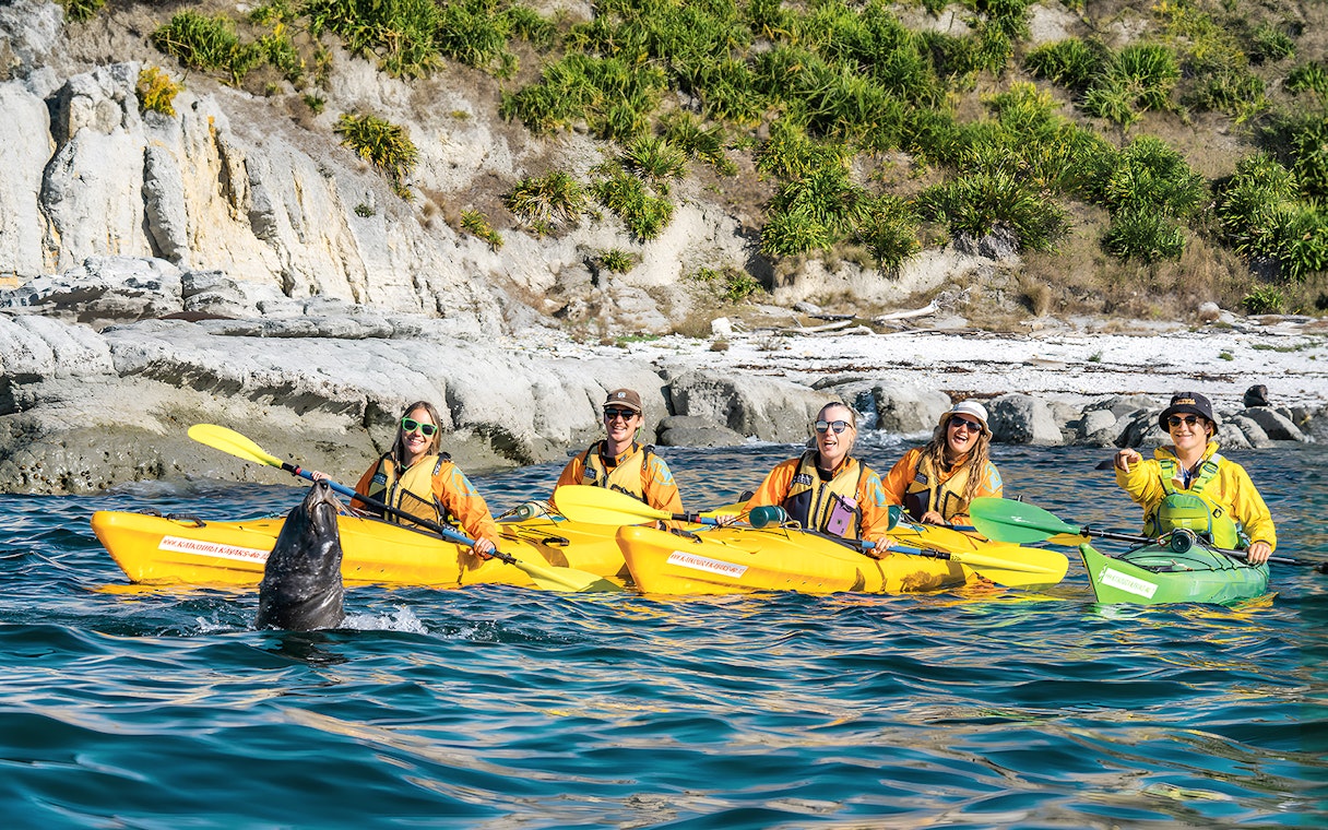 Group kayaking near rocky shore with seal, Guided Wildlife Kayaking Experience.