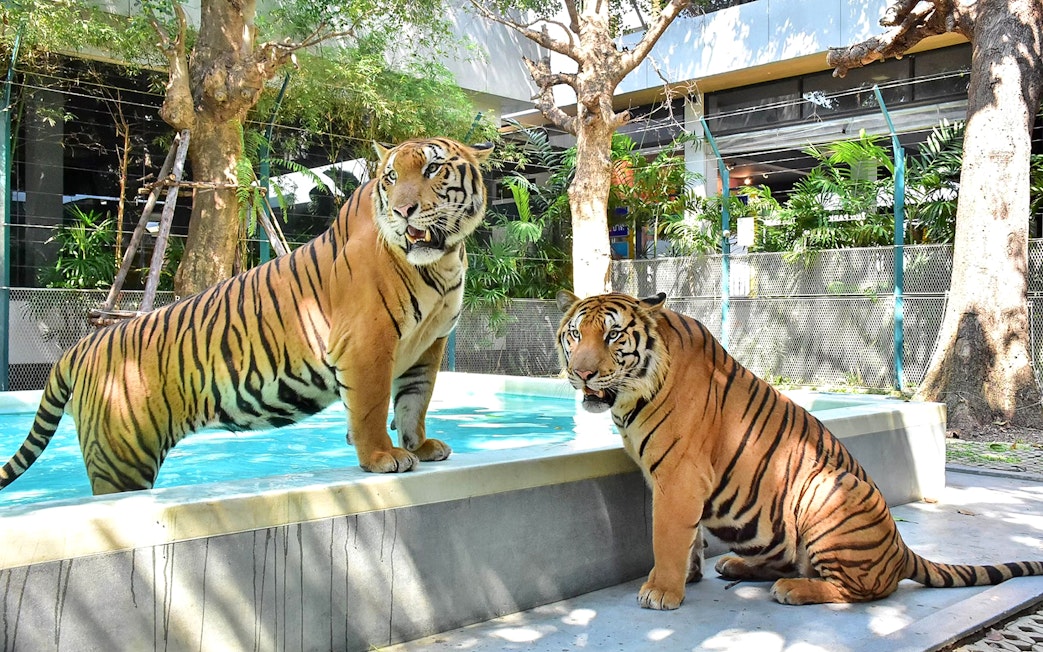 Tigers by a pool at Tiger Park Pattaya, Thailand.