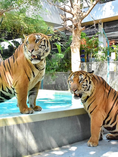 Tigers by a pool at Tiger Park Pattaya, Thailand.