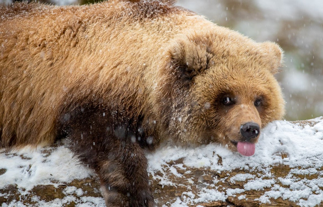 Brown bear resting on snowy log at Seattle's Woodland Park Zoo.