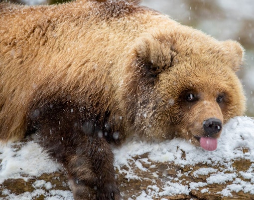 Brown bear resting on snowy log at Seattle's Woodland Park Zoo.