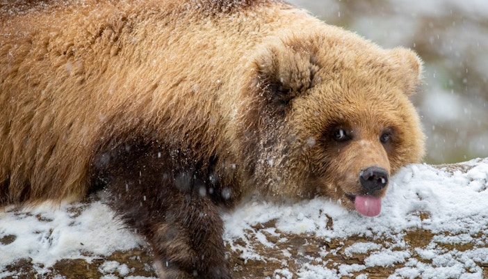 Brown bear resting on snowy log at Seattle's Woodland Park Zoo.
