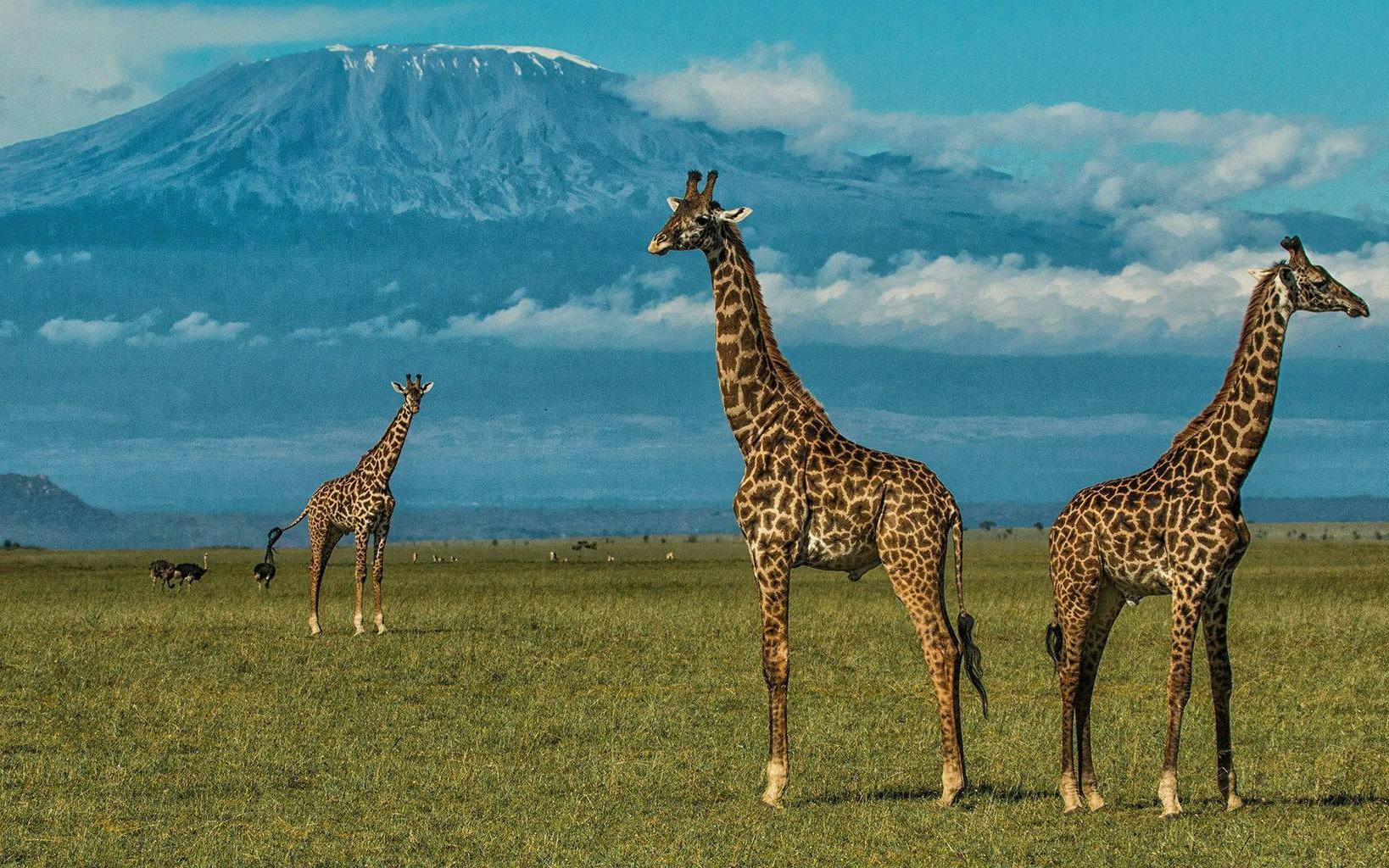Giraffes grazing in Amboseli National Park with Mount Kilimanjaro in the background.