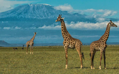 Giraffes grazing in Amboseli National Park with Mount Kilimanjaro in the background.