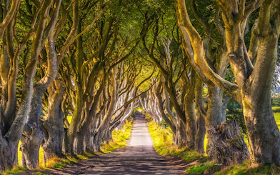 Dark Hedges tree-lined road, famous Game of Thrones filming location in Northern Ireland.