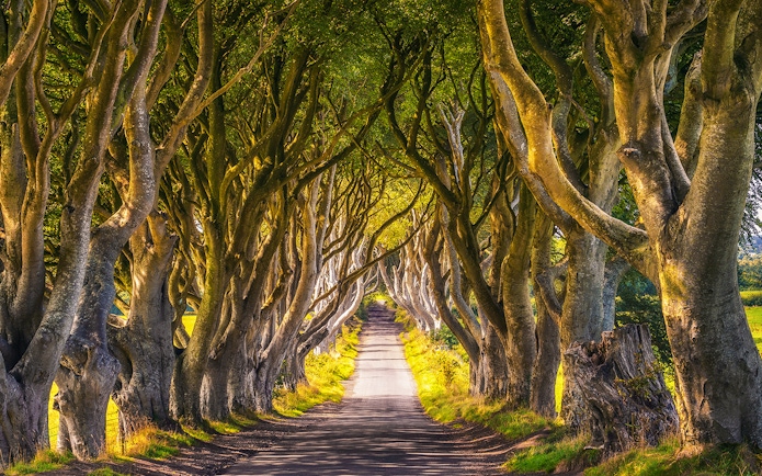 Dark Hedges tree-lined road, famous Game of Thrones filming location in Northern Ireland.