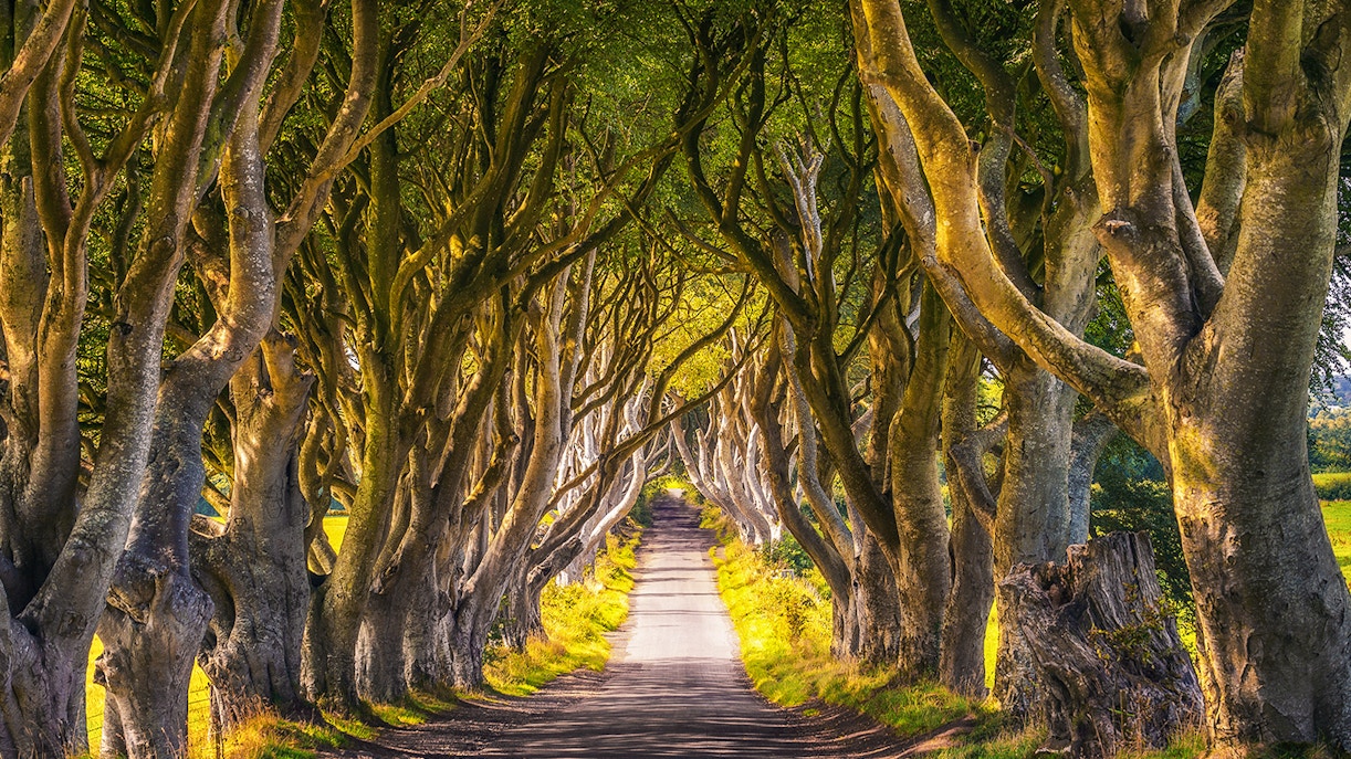 The Kings Road – Dark Hedges