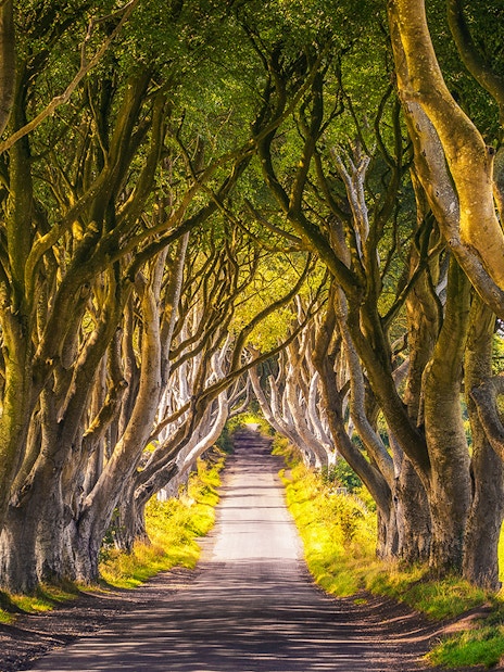 Dark Hedges tree-lined road, famous Game of Thrones filming location in Northern Ireland.