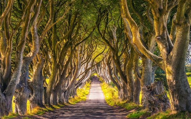 Dark Hedges tree-lined road, famous Game of Thrones filming location in Northern Ireland.