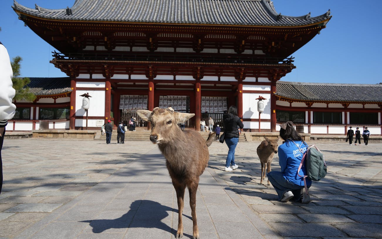 discover himeji, kobe and nara from osaka-1