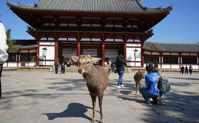 discover himeji, kobe and nara from osaka-1