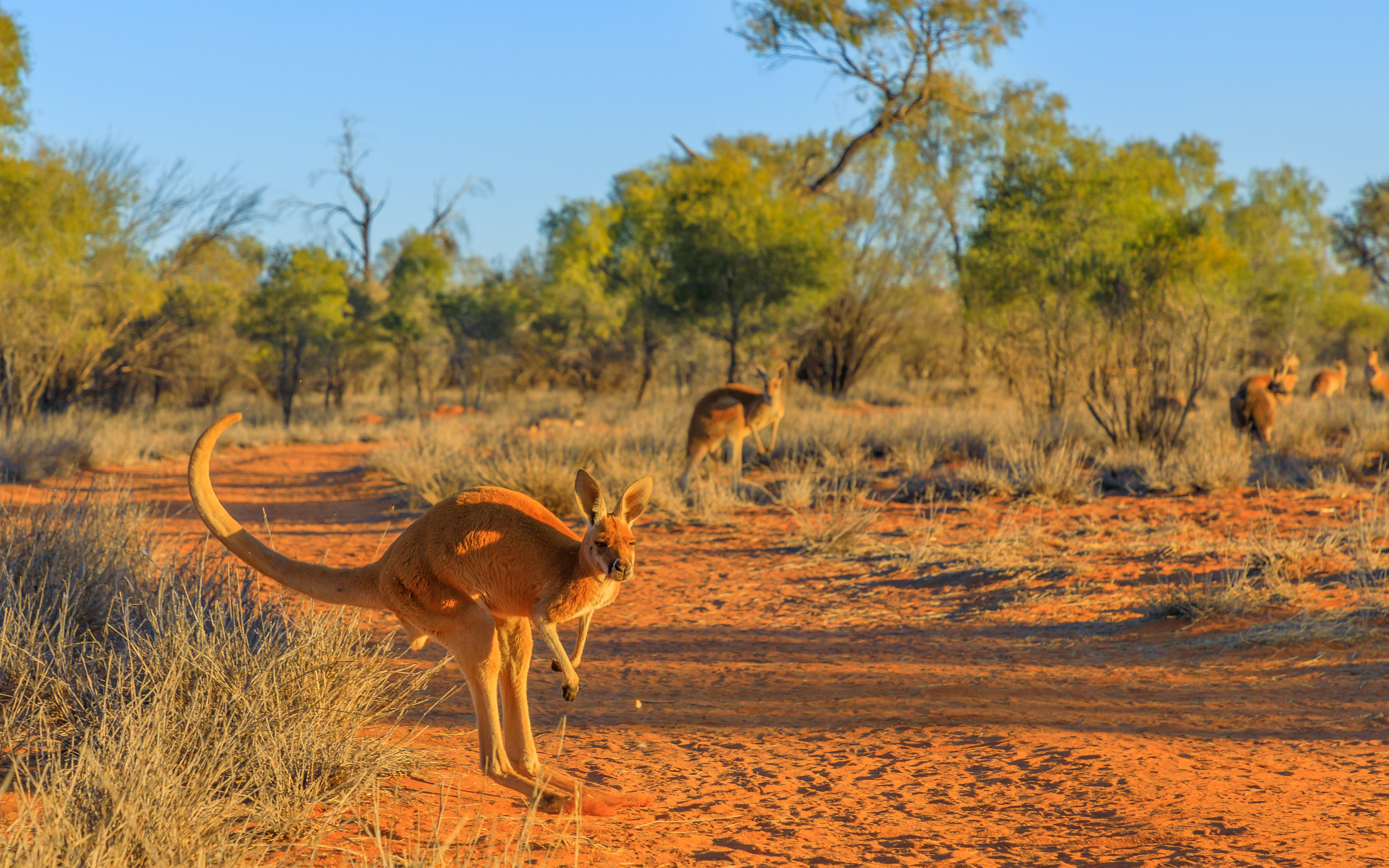 Red kangaroo hopping over red sand in the outback of Northern Territory, Australia.