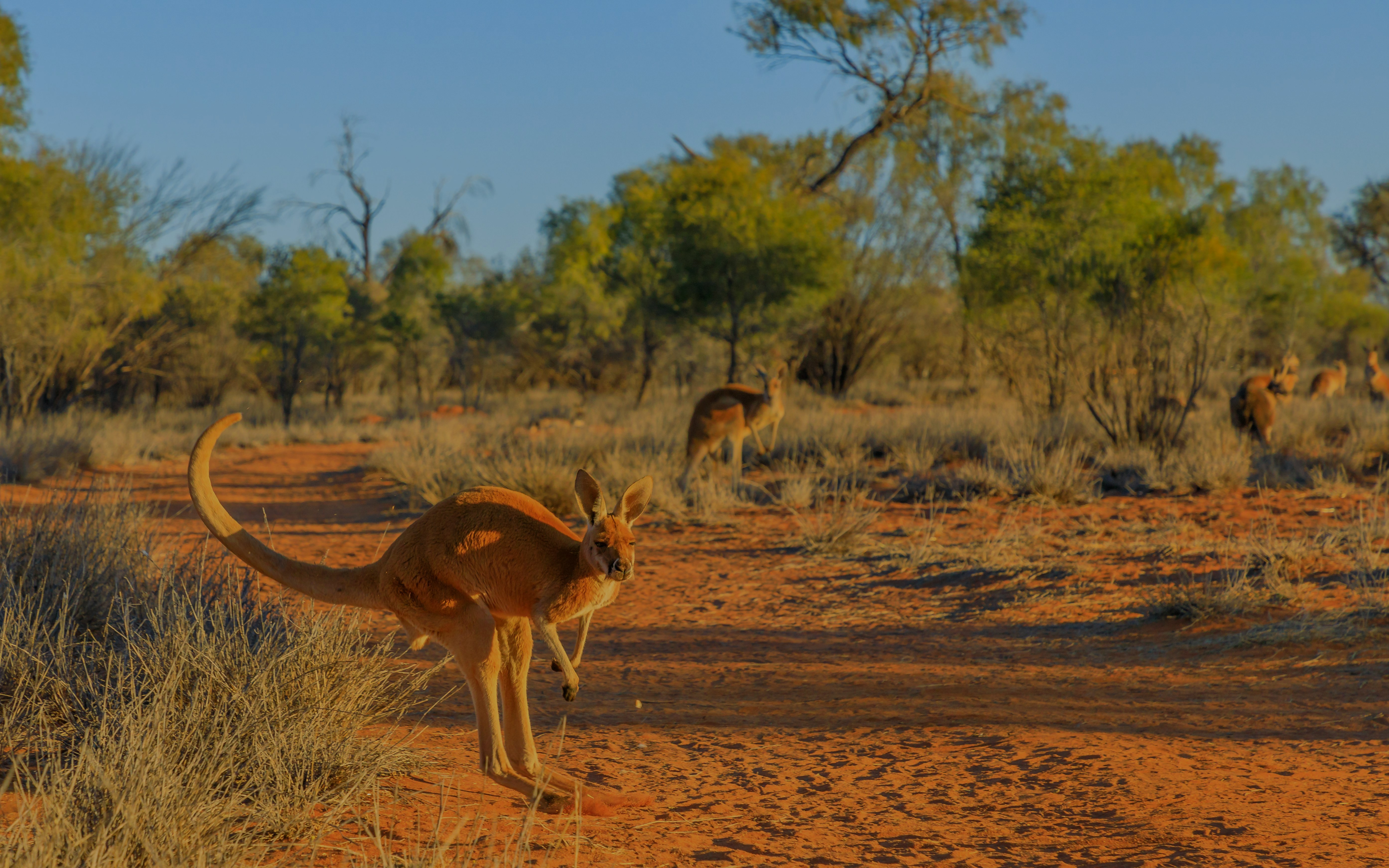 Red kangaroo hopping over red sand in the outback of Northern Territory, Australia.