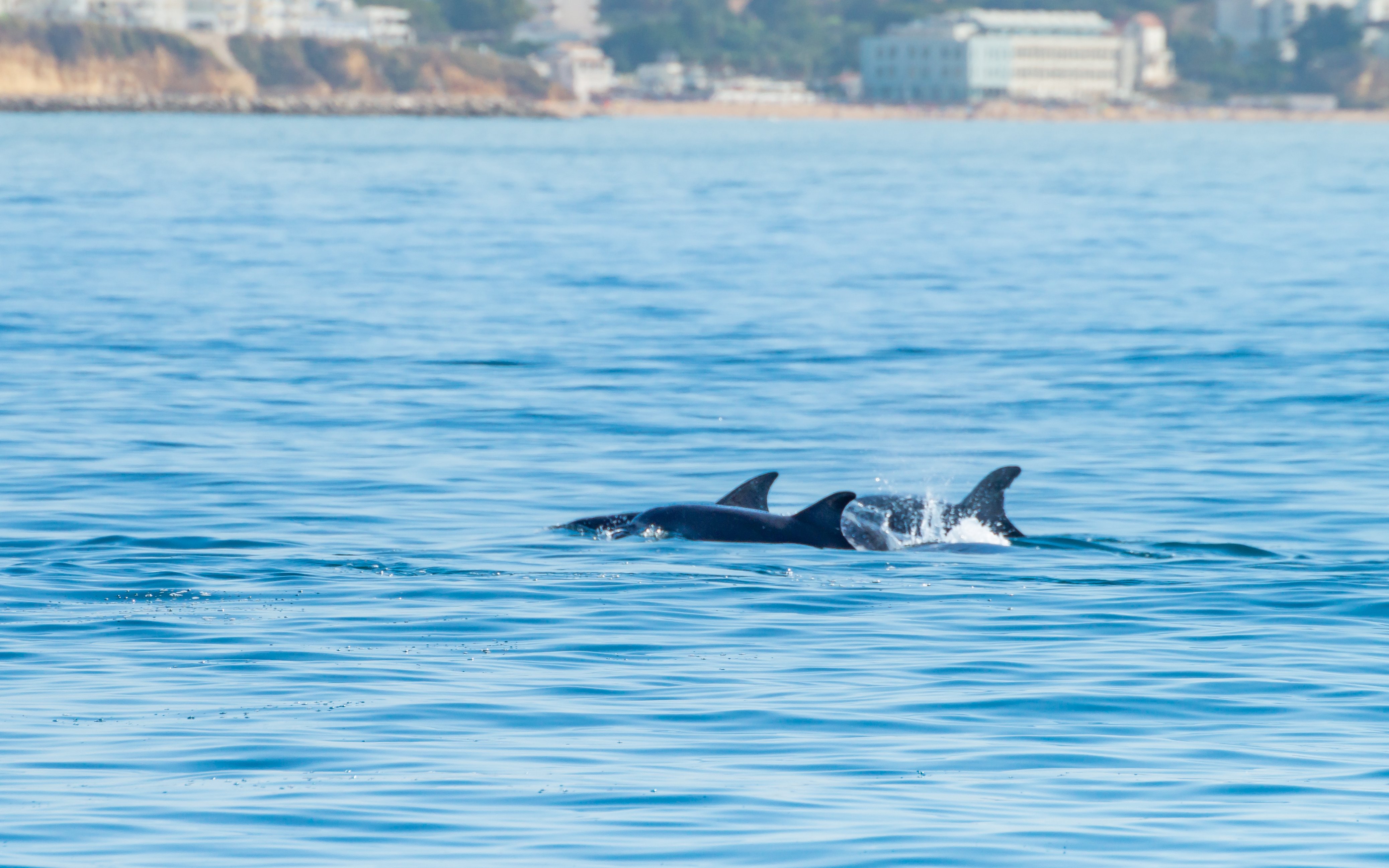 Common bottlenose dolphins swimming near Albufeira coast, Algarve, Portugal.