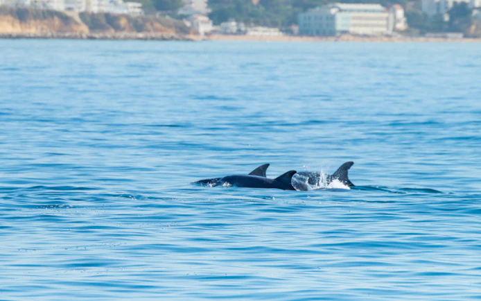 Common bottlenose dolphins swimming near Albufeira coast, Algarve, Portugal.