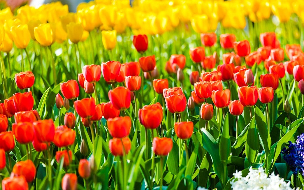 Tulips in bloom at Keukenhof Gardens, Amsterdam.