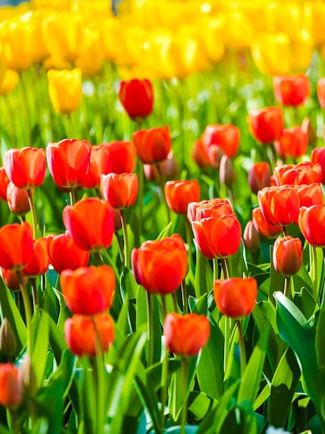Tulips in bloom at Keukenhof Gardens, Amsterdam.