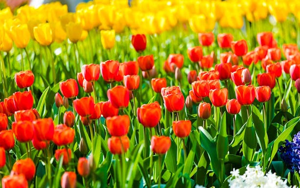Tulips in bloom at Keukenhof Gardens, Amsterdam.