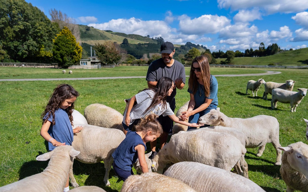 Family feeding sheep at Agrodome Authentic Farm Experience in New Zealand.