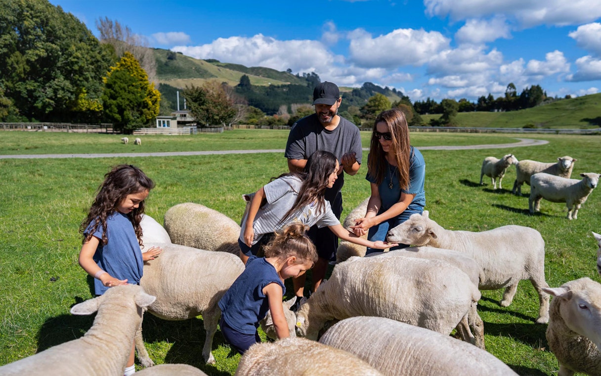 Family feeding sheep at Agrodome Authentic Farm Experience in New Zealand.