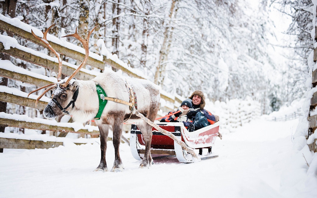 Reindeer pulling a sled with two people through snowy forest in Lapland.