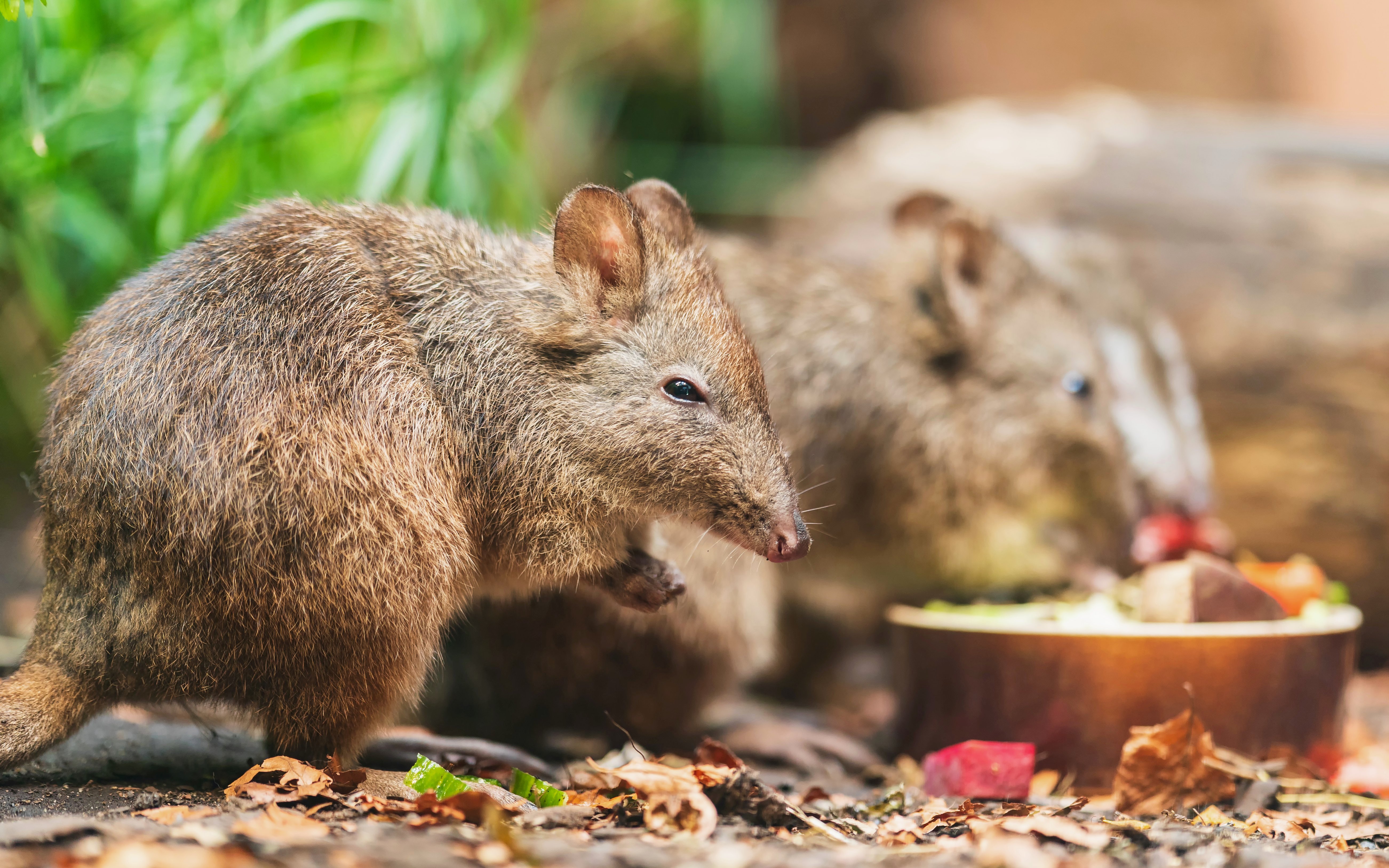 Long-nosed potoroo foraging near a food bowl in a natural setting.