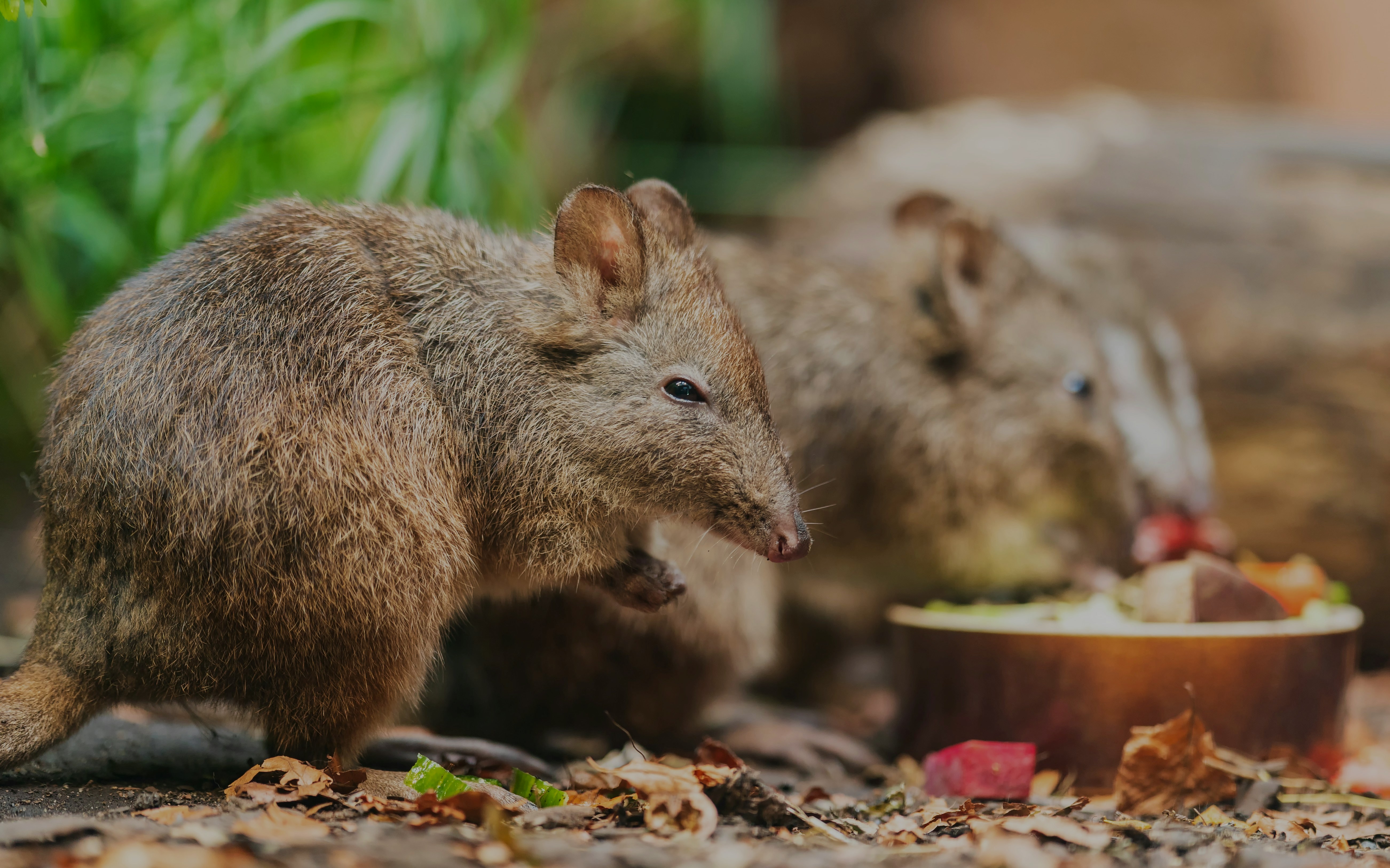 Long-nosed potoroo foraging near a food bowl in a natural setting.