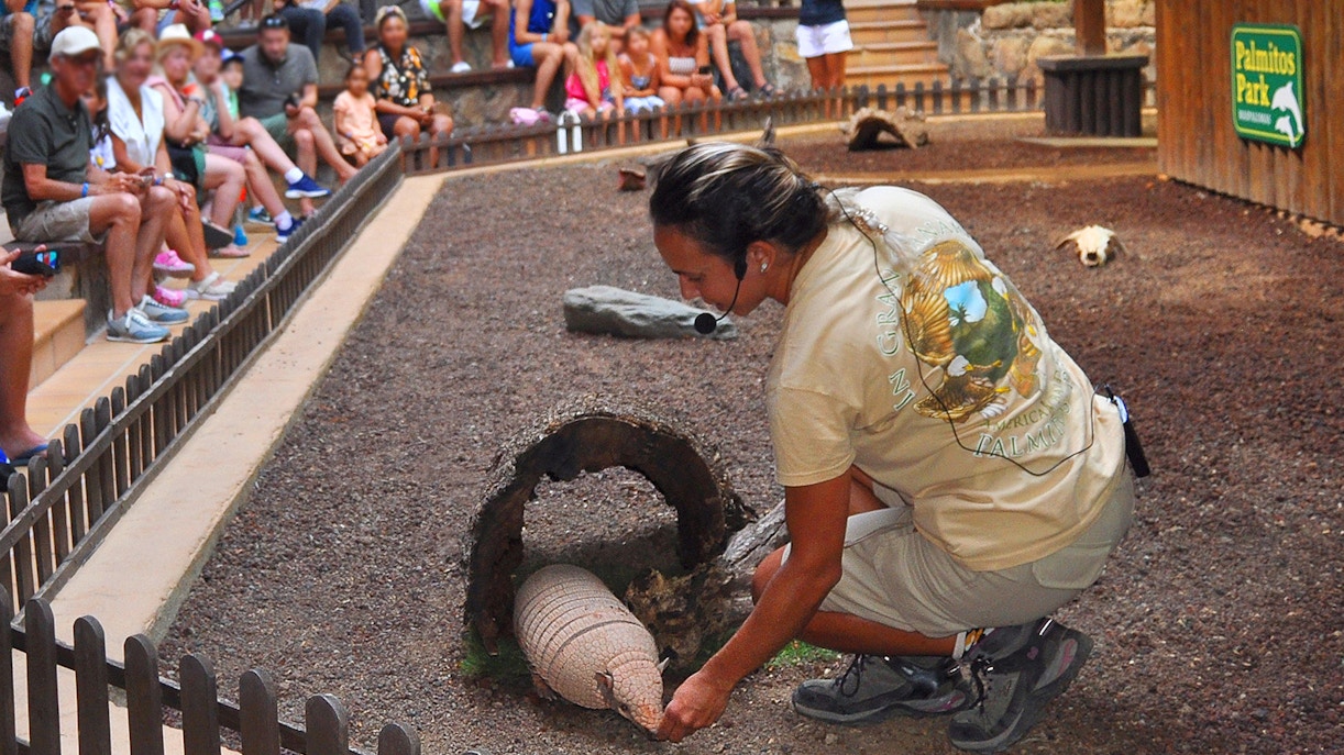 Tourist observing armadillo show at Palmitos Park.