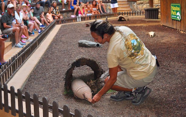 Tourist observing armadillo show at Palmitos Park.