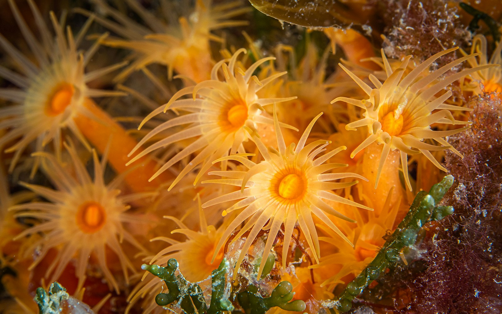 Orange sun coral in the sea