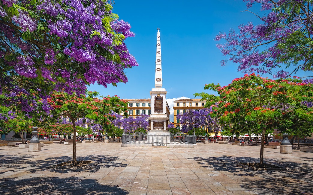 Plaza de la Merced with jacaranda trees and obelisk in Málaga, Spain.