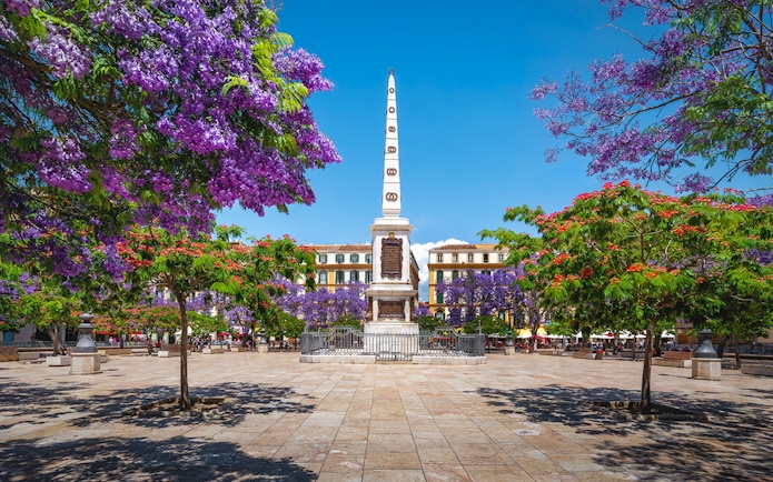 Plaza de la Merced with jacaranda trees and obelisk in Málaga, Spain.