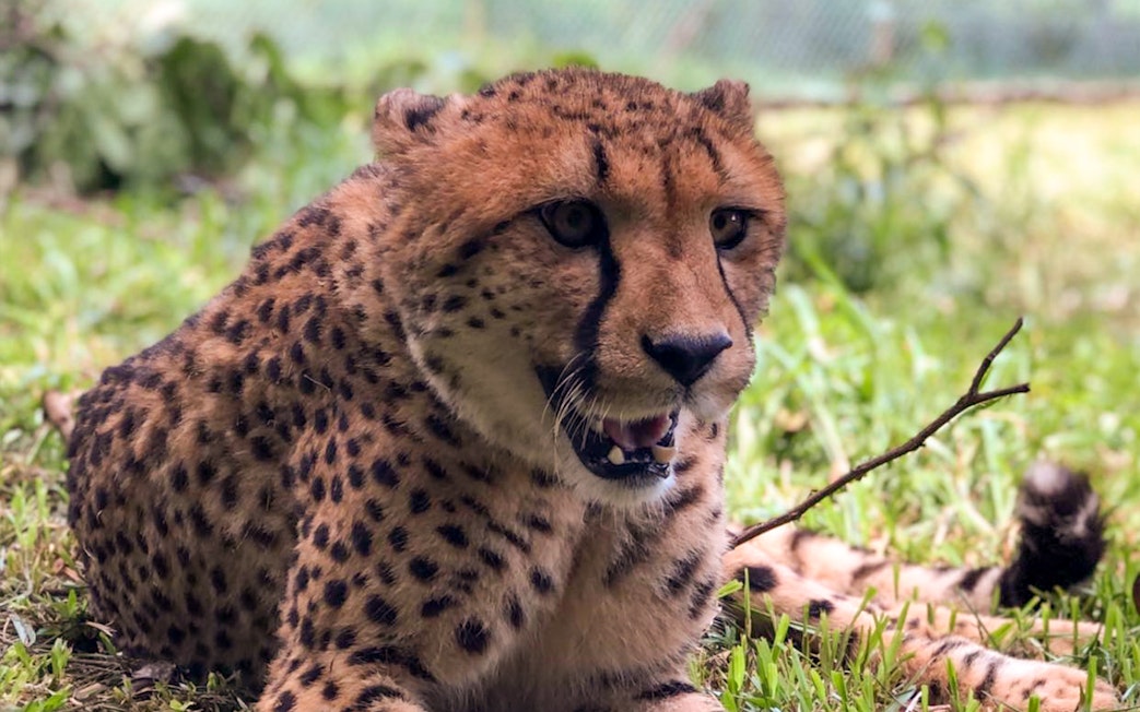 Cheetah resting on grass at A'Famosa Melaka Safari Wonderland.