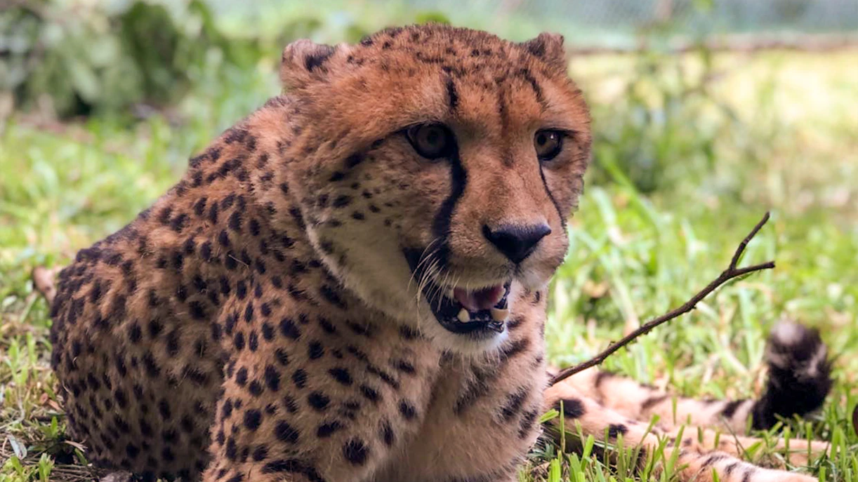 Cheetah resting on grass at A'Famosa Melaka Safari Wonderland.