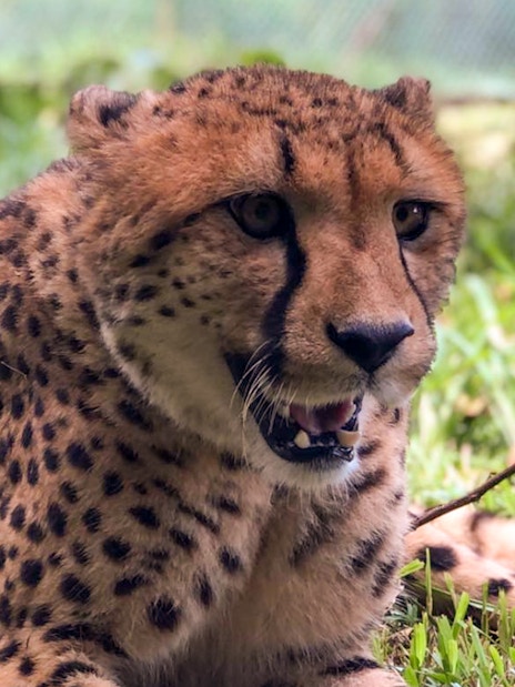 Cheetah resting on grass at A'Famosa Melaka Safari Wonderland.