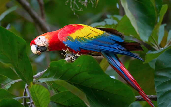 Colorful parrot perched on branch in Manuel Antonio National Park, Costa Rica.