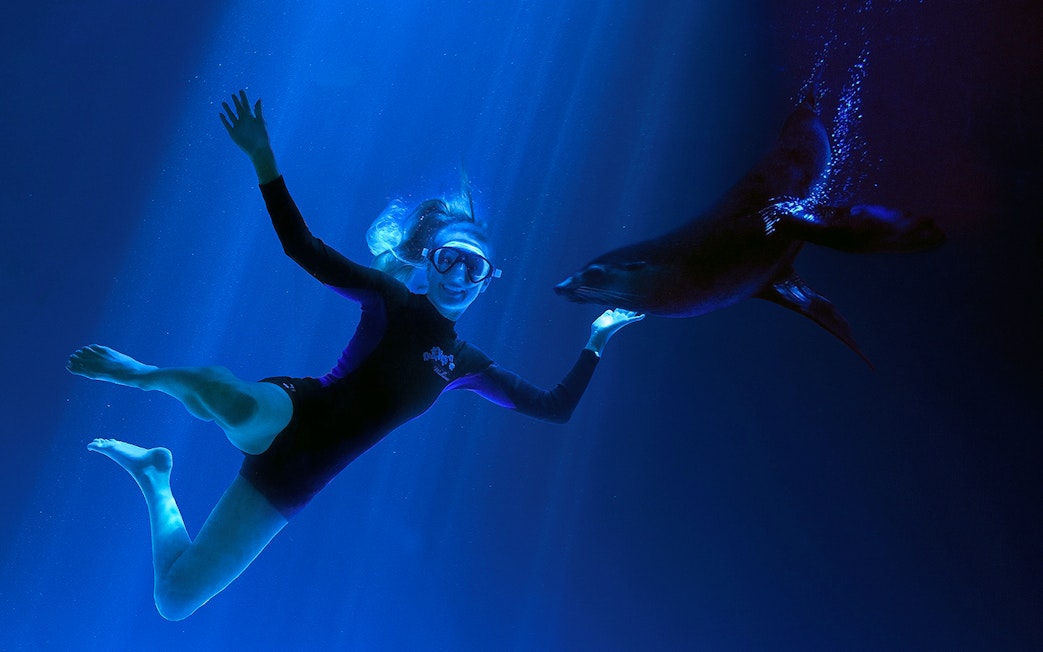 Woman swimming with a seal at SEA LIFE Sunshine Coast.