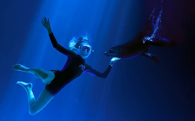Woman swimming with a seal at SEA LIFE Sunshine Coast.