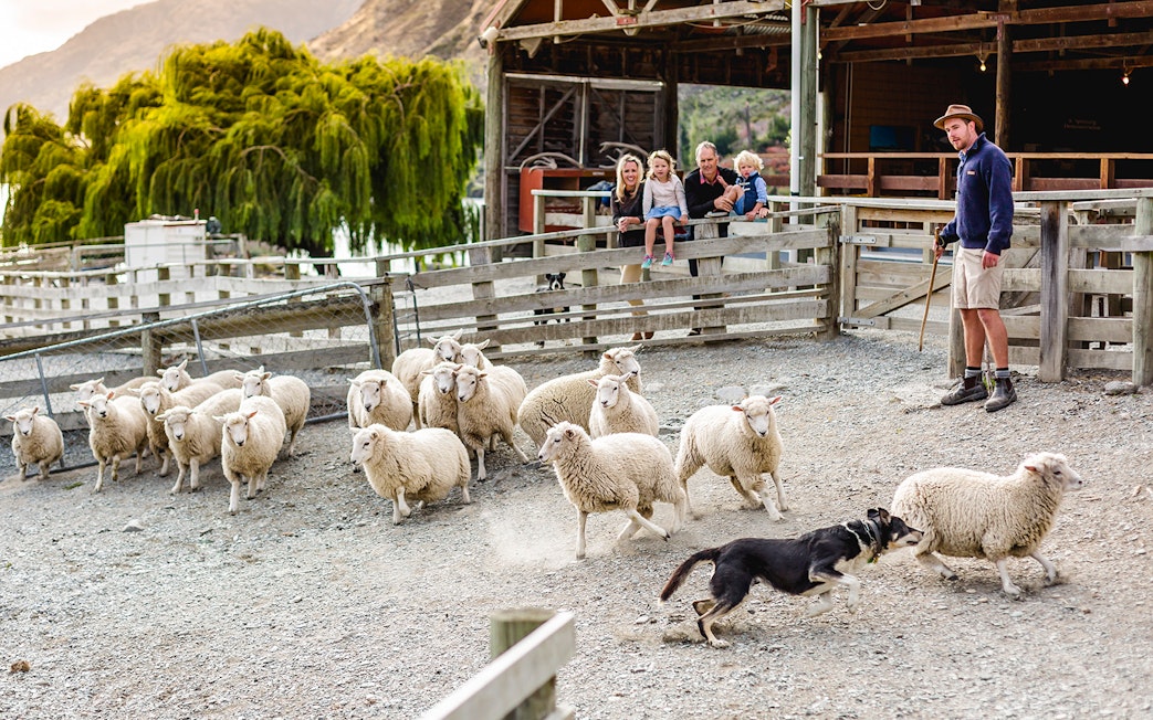 Sheepdog herding sheep at Walter Peak High Country Farm with visitors watching.