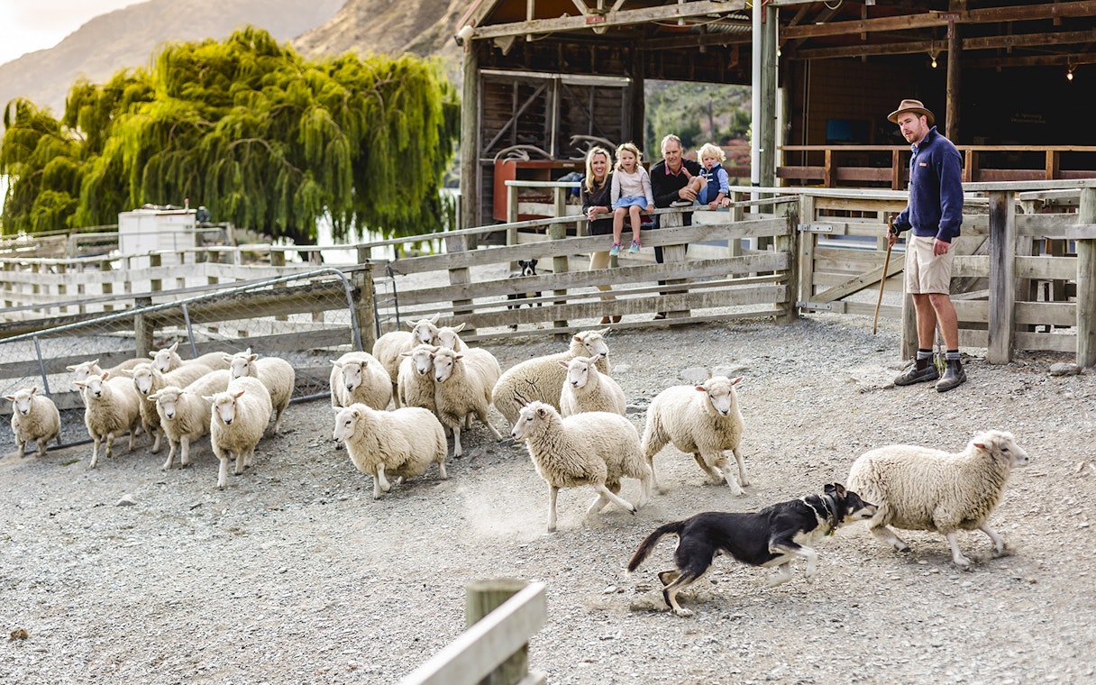Sheepdog herding sheep at Walter Peak High Country Farm with visitors watching.