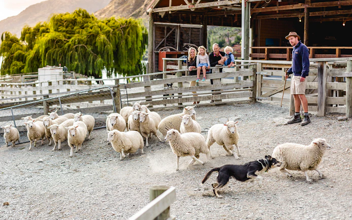 Sheepdog herding sheep at Walter Peak High Country Farm with visitors watching.